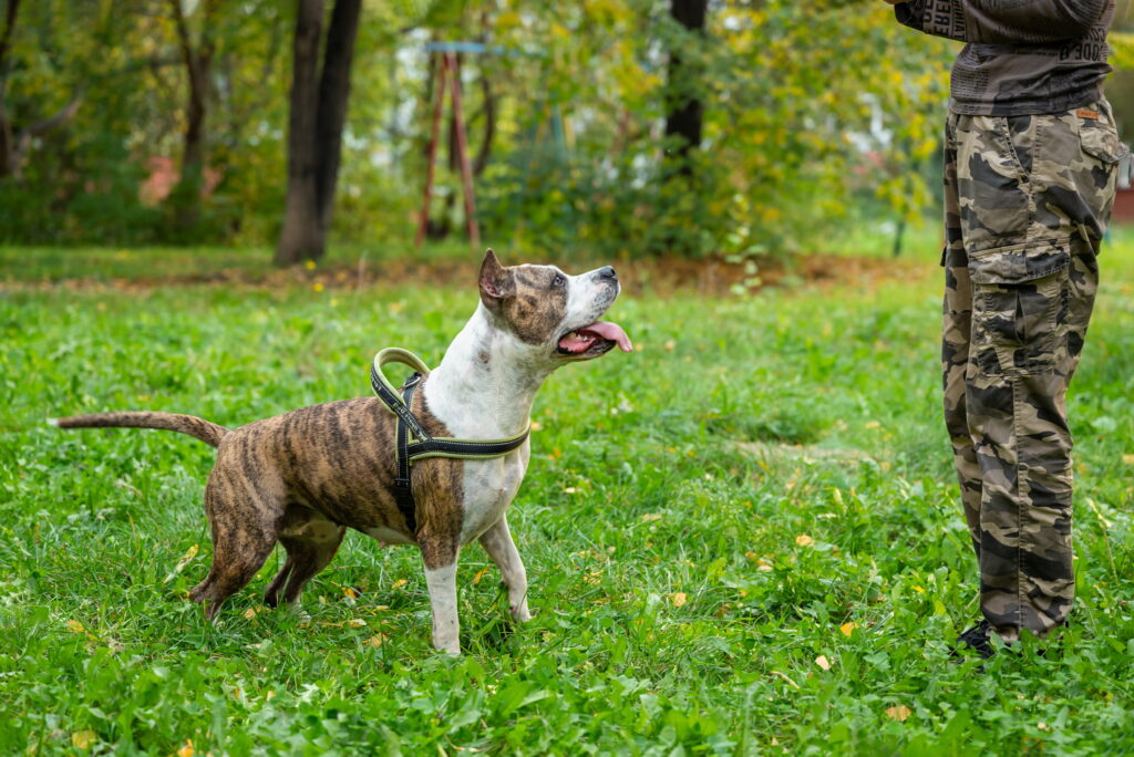 dog board and train near me