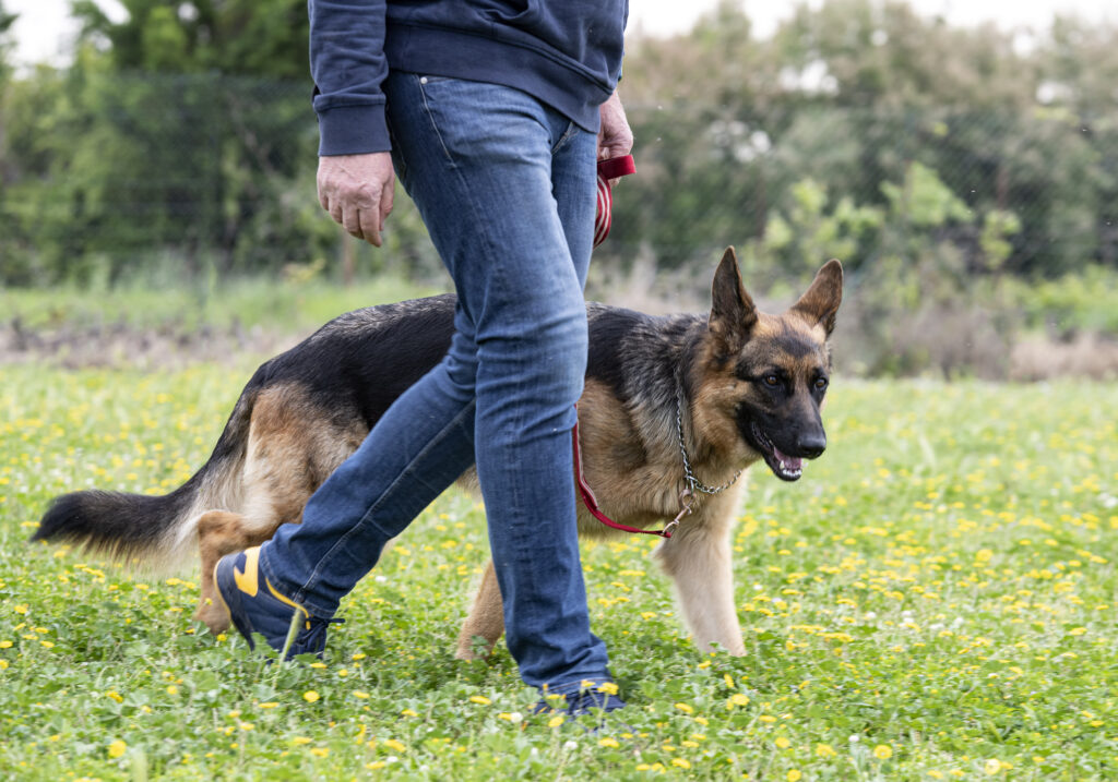 common dog training mistakes
