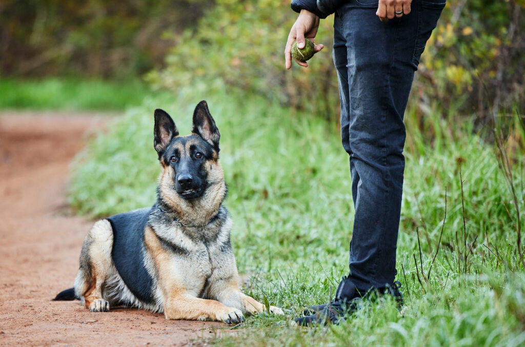 Dog Training Myths – Let's Clear Up the Confusion