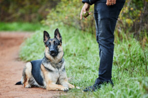 Dog Training Myths – Let's Clear Up the Confusion