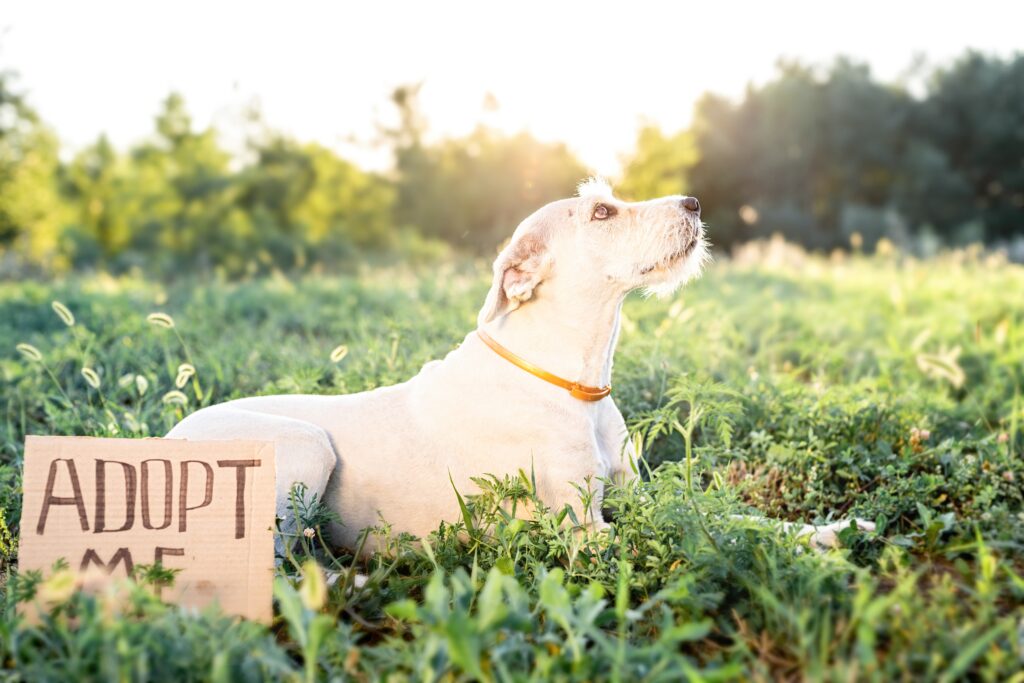 Training a Rescue Dog: Building Trust With Your New Best Friend