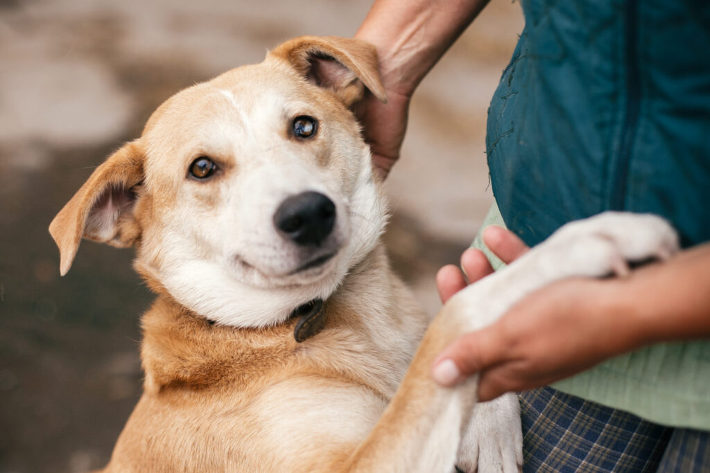 how to train a rescue dog