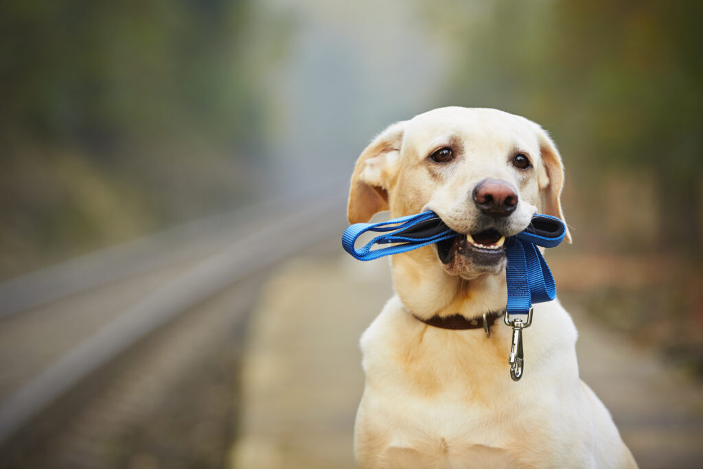 Off Leash Training For Dogs - Tips to Improve Reliability