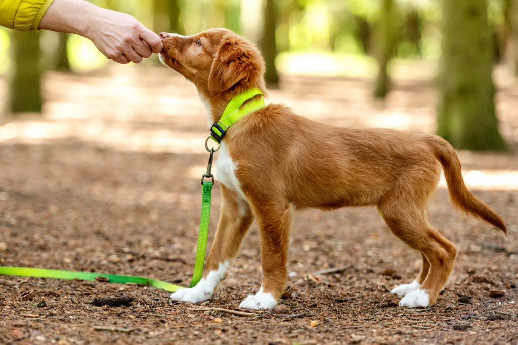 in-home puppy training