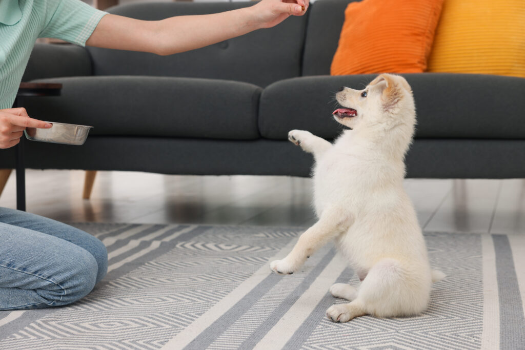 In Home Puppy Training in SC: Teach Good Habits Early