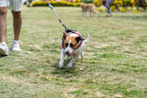 How To Stop a Dog From Pulling On The Leash