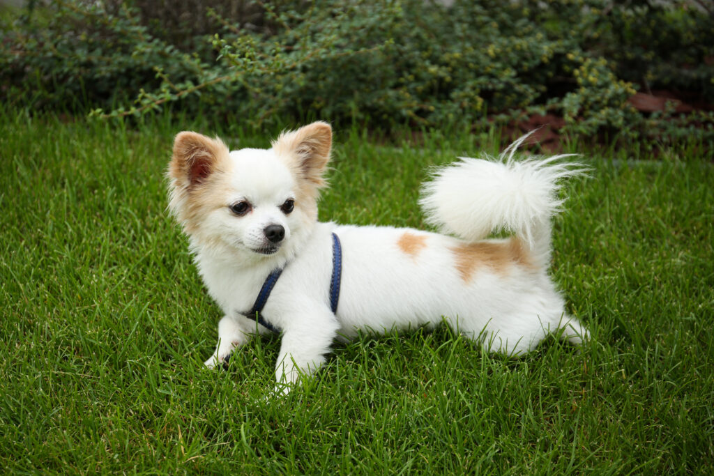 Small Dog Training Tips – Building Better Behavior and Habits