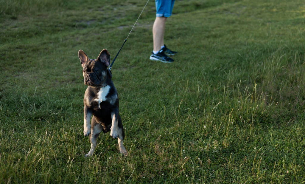 dog pulling on leash​