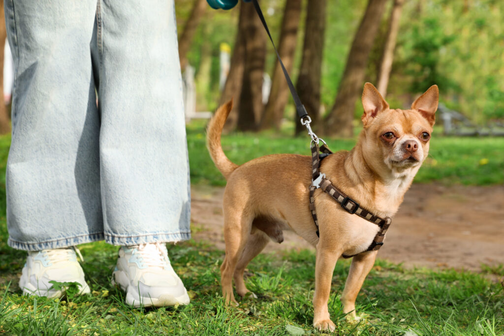 small dog manners
